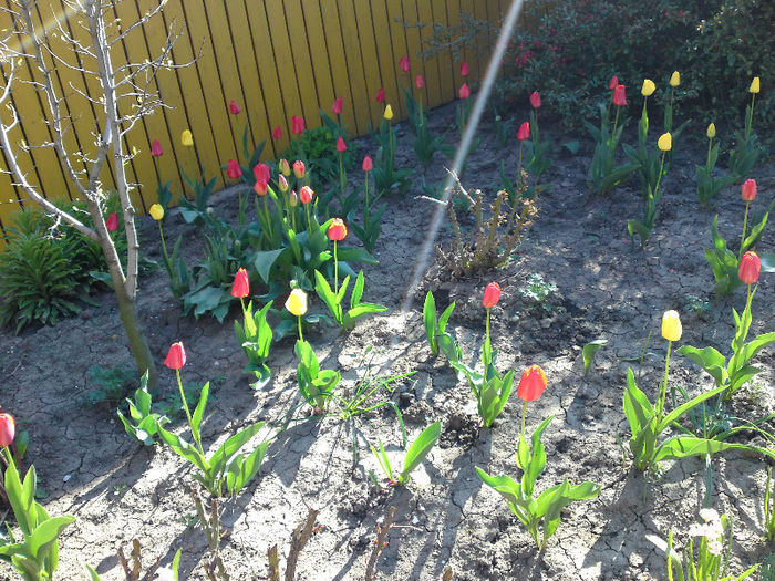 006 - Aprilie 2013