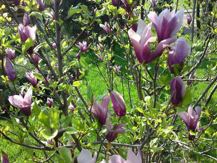 029 - Aprilie 2013