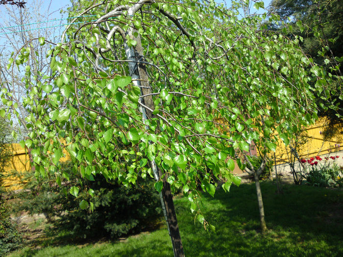 030 - Aprilie 2013