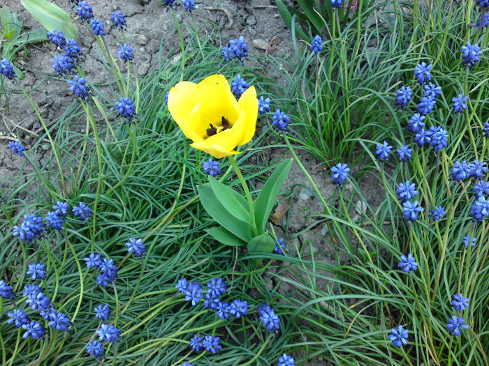 034 - Aprilie 2013