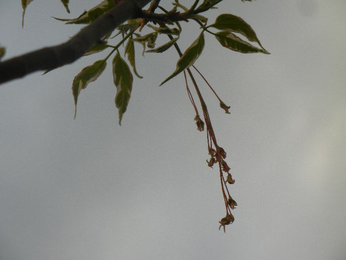 Acer negundo Flamingo (2013, April 20) - Acer negundo Flamingo