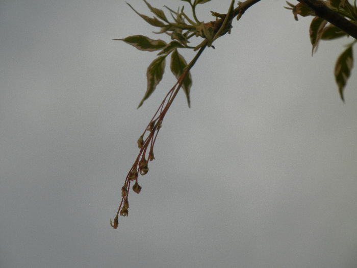 Acer negundo Flamingo (2013, April 20)