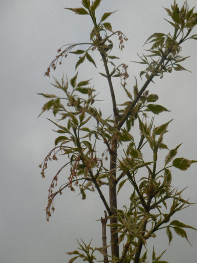 Acer negundo Flamingo (2013, April 20) - Acer negundo Flamingo