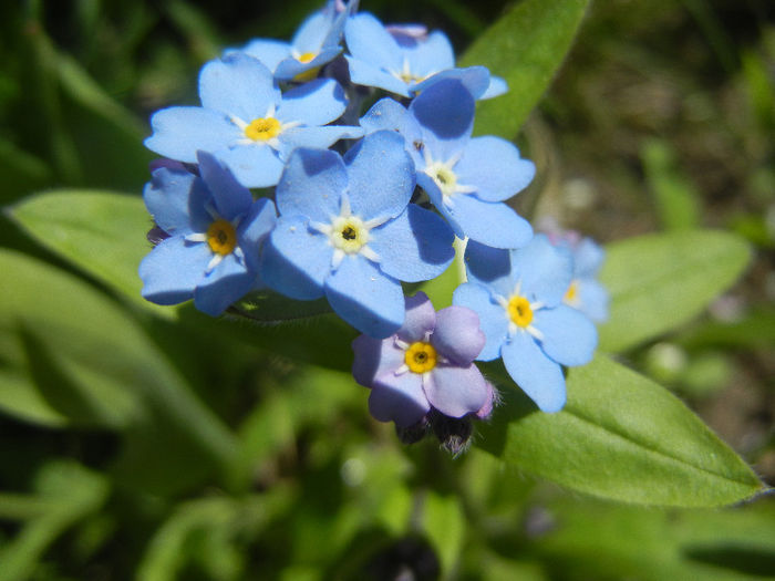 Myosotis alpestris (2013, April 19) - MYOSOTIS Alpestris