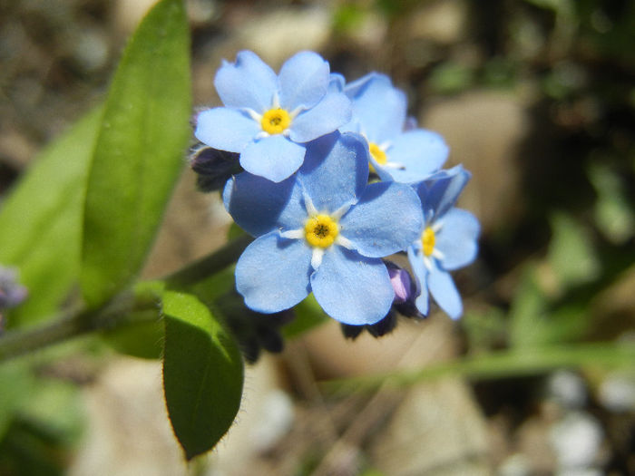 Myosotis alpestris (2013, April 19) - MYOSOTIS Alpestris