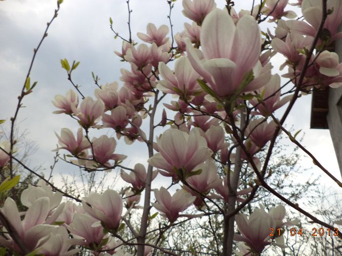 DSC01038 - Gradina