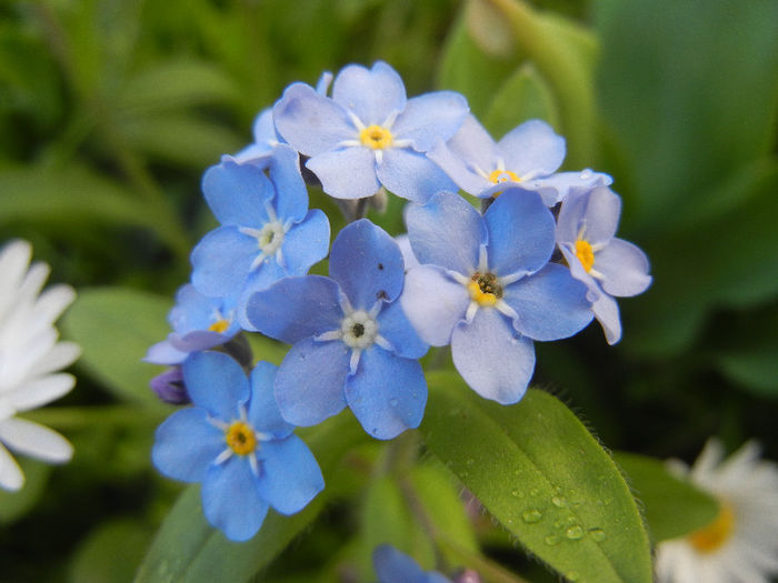 Myosotis alpestris (2013, April 19) - MYOSOTIS Alpestris