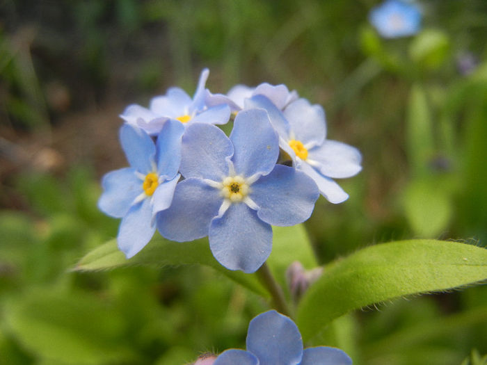 Myosotis alpestris (2013, April 19)