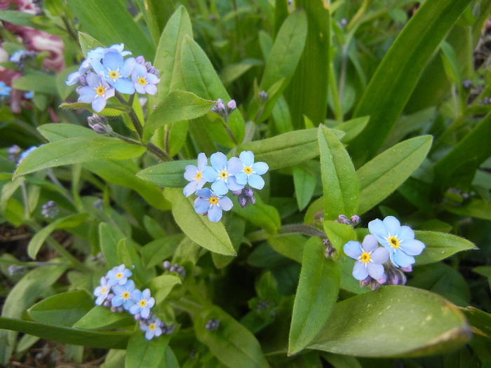 Myosotis alpestris (2013, April 19) - MYOSOTIS Alpestris