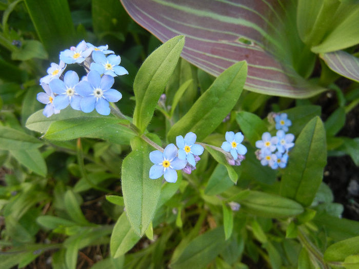 Myosotis alpestris (2013, April 19) - MYOSOTIS Alpestris