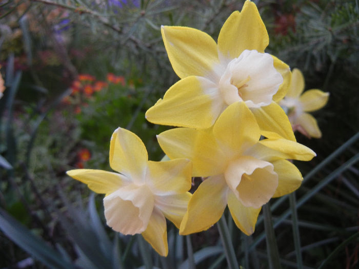 Narcissus Pipit (2013, April 20)