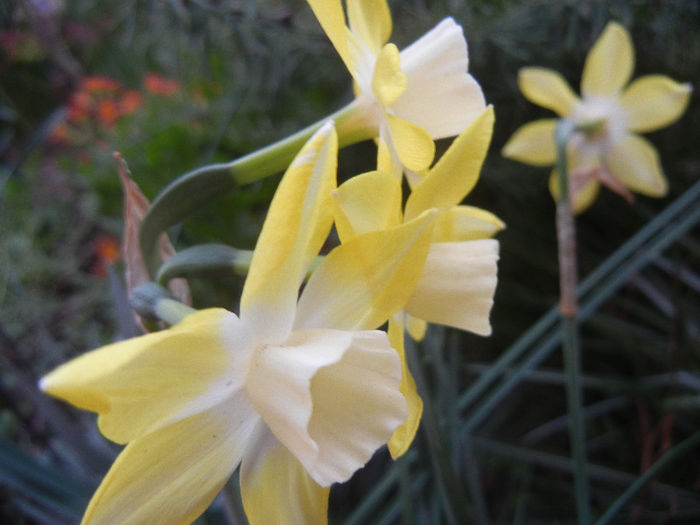 Narcissus Pipit (2013, April 20)