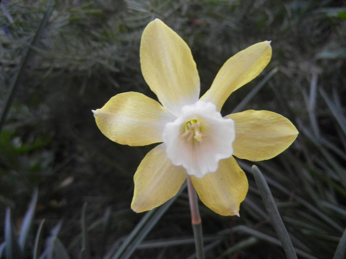 Narcissus Pipit (2013, April 20)