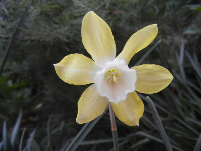 Narcissus Pipit (2013, April 20) - Narcissus Pipit