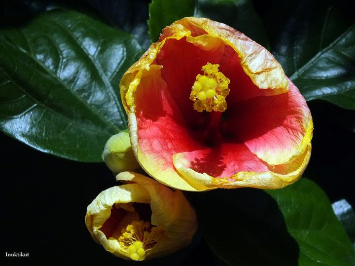 Hibiscus Tivoli2; prima inflorire
