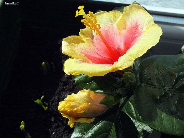 Hibiscus Tivoli3; prima inflorire
