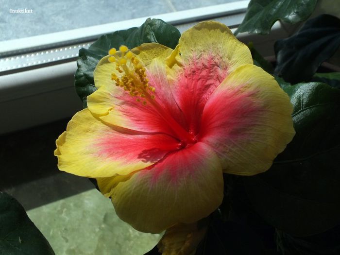 Hibiscus Tivoli4; prima inflorire
