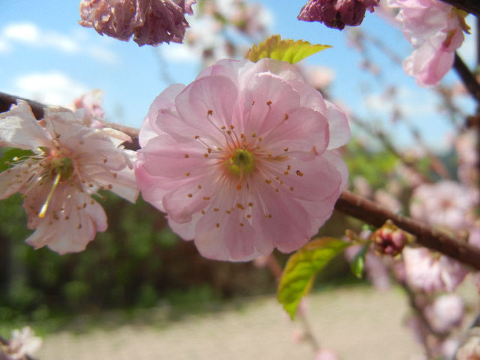 Prunus triloba (2013, April 19) Prunus triloba (2013, April 19)