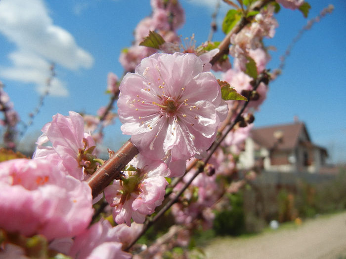 Prunus triloba (2013, April 19) Prunus triloba (2013, April 19)