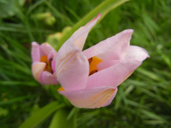 Tulipa Lilac Wonder (2013, April 20)