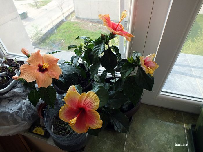 grup hibiscusi infloriti; Hibiscus Tivoli la a doua inflorire si Hibiscus Cairo Apricot
