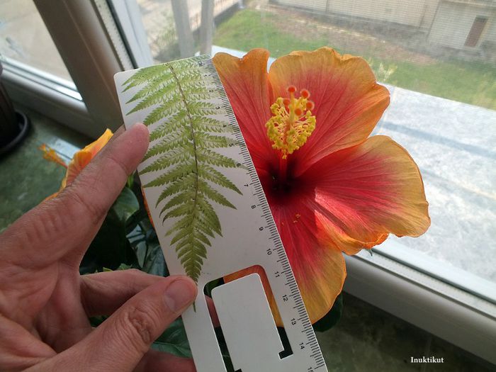 Hibiscus Tivoli5; a doua inflorire: bordura galbena e mai mica, floarea e mai mare, iar varful pistilului e portocaliu, nu galben
