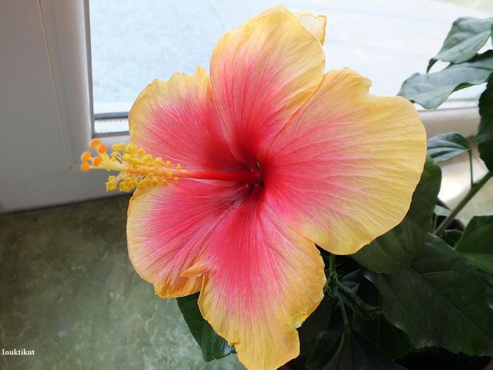 Hibiscus Tivoli6; a doua inflorire
