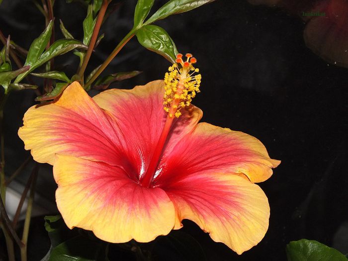 Hibiscus Tivoli8; a doua inflorire
