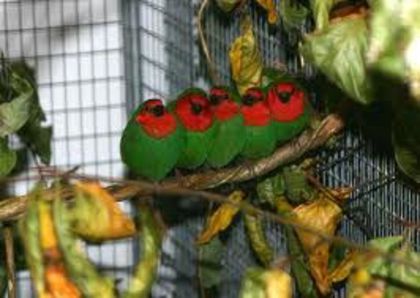 parottsfinch - Cinteza papagal-parrot finch