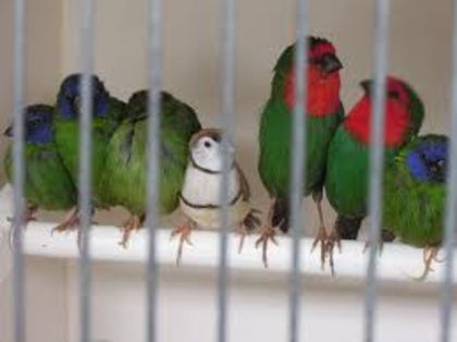 parrot - Cinteza papagal-parrot finch