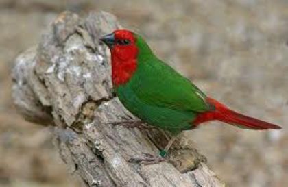 parrot1 - Cinteza papagal-parrot finch