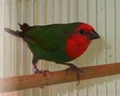 parrot11 - Cinteza papagal-parrot finch