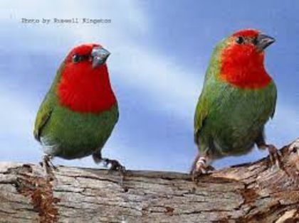 parrotfinchpair - Cinteza papagal-parrot finch