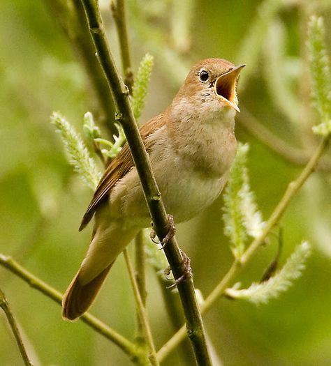 NIGHTINGALE - PRIVIGHETOARE - Privighetoare