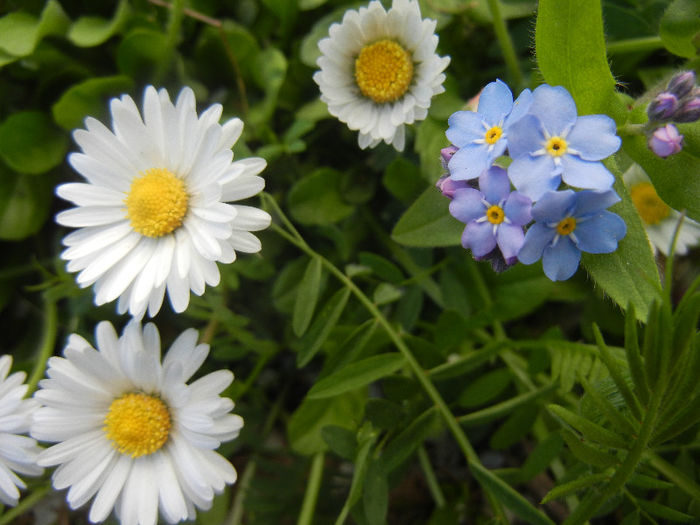 Bellis & Myosotis (2013, April 19)
