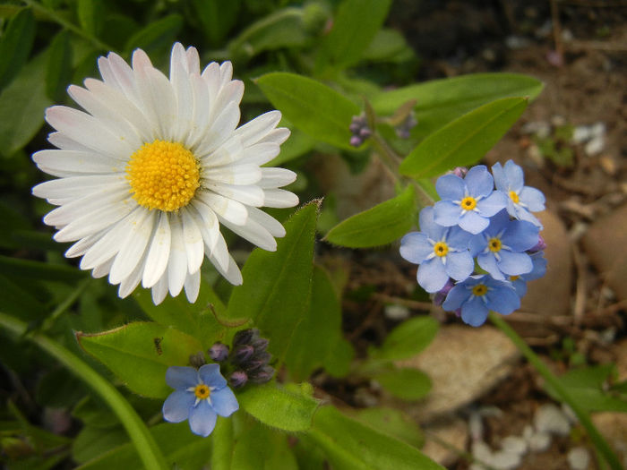 Bellis & Myosotis (2013, April 19)
