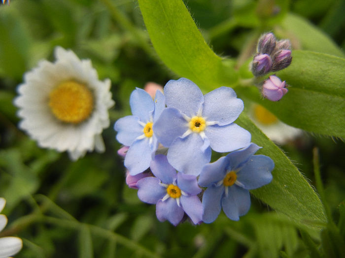Bellis & Myosotis (2013, April 19)