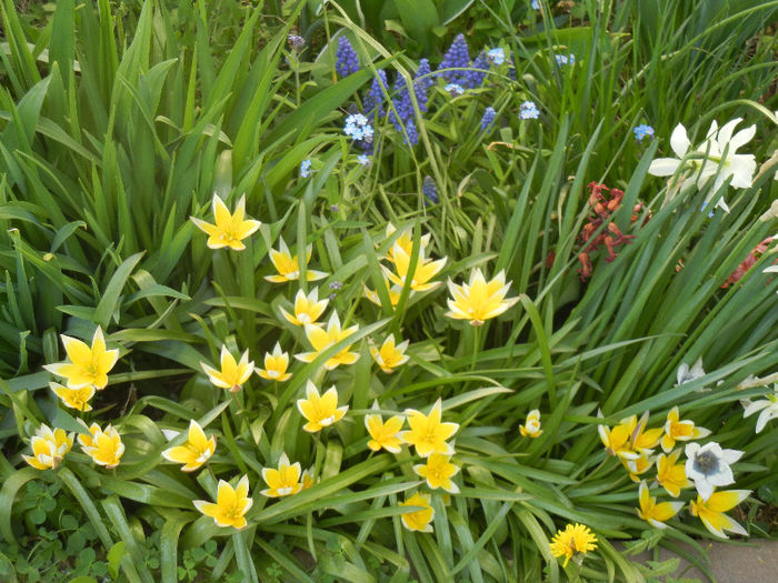 Spring colors (2013, April 19) - 04 Garden in April