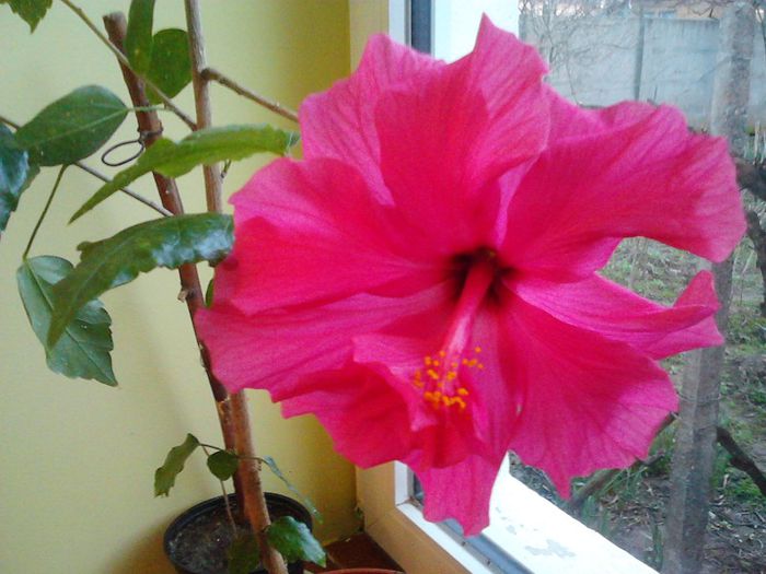 IMG00298 - HIBISCUS 2011-2012-2013