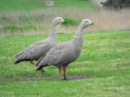 cape barren - Gasca australiana