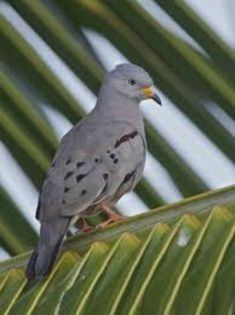 perudove