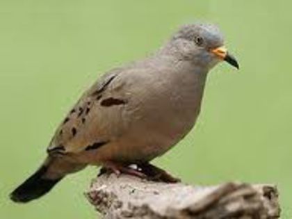 perudove2 - Turturica de Peru