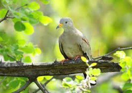 perudove3 - Turturica de Peru