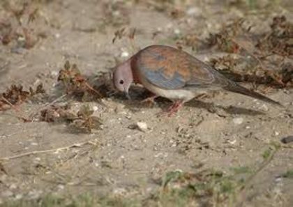 senegaldove6 - Turturica Senegal