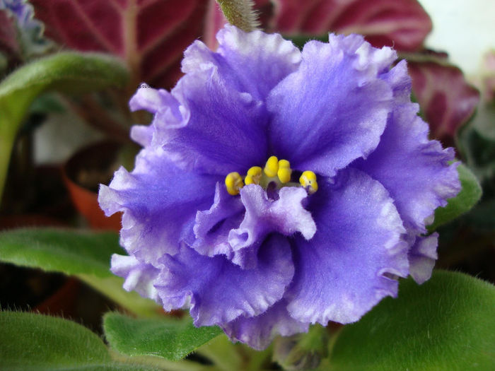 DSC06936 - Violete 2013