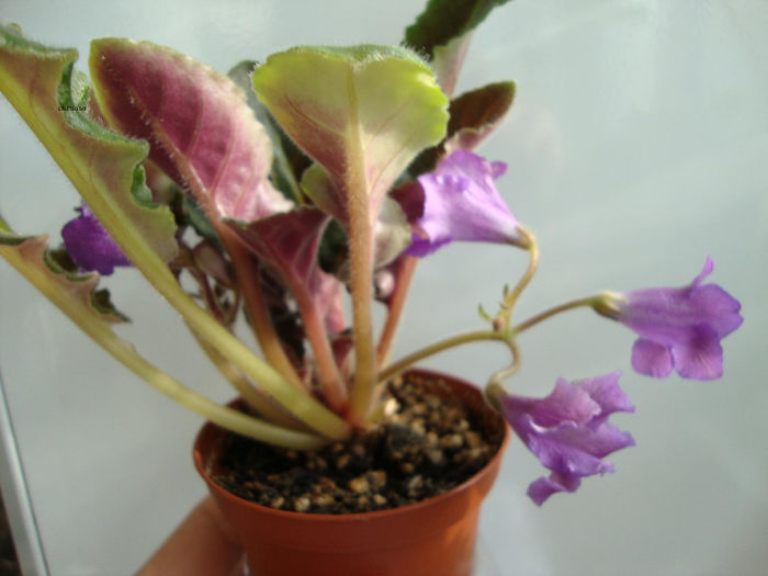 DSC06938 - Violete 2013