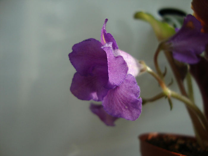 DSC06940 - Violete 2013