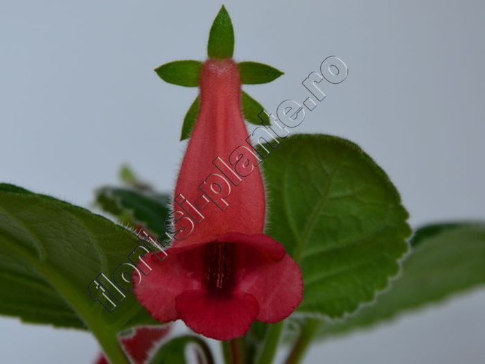 Sinningia Seminole - GLOXINIA _ SINNINGIA