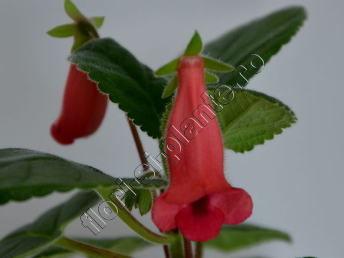 Sinningia Seminole - GLOXINIA _ SINNINGIA