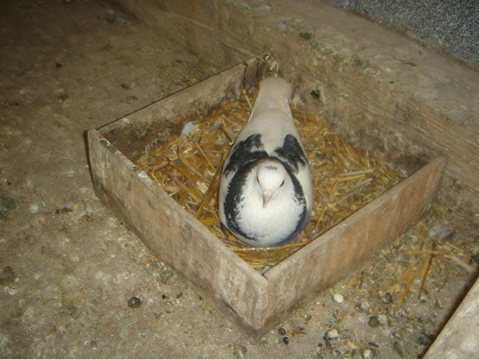 DSC00054 - PORUMBEI ROLLER DE BIRMINGHAM